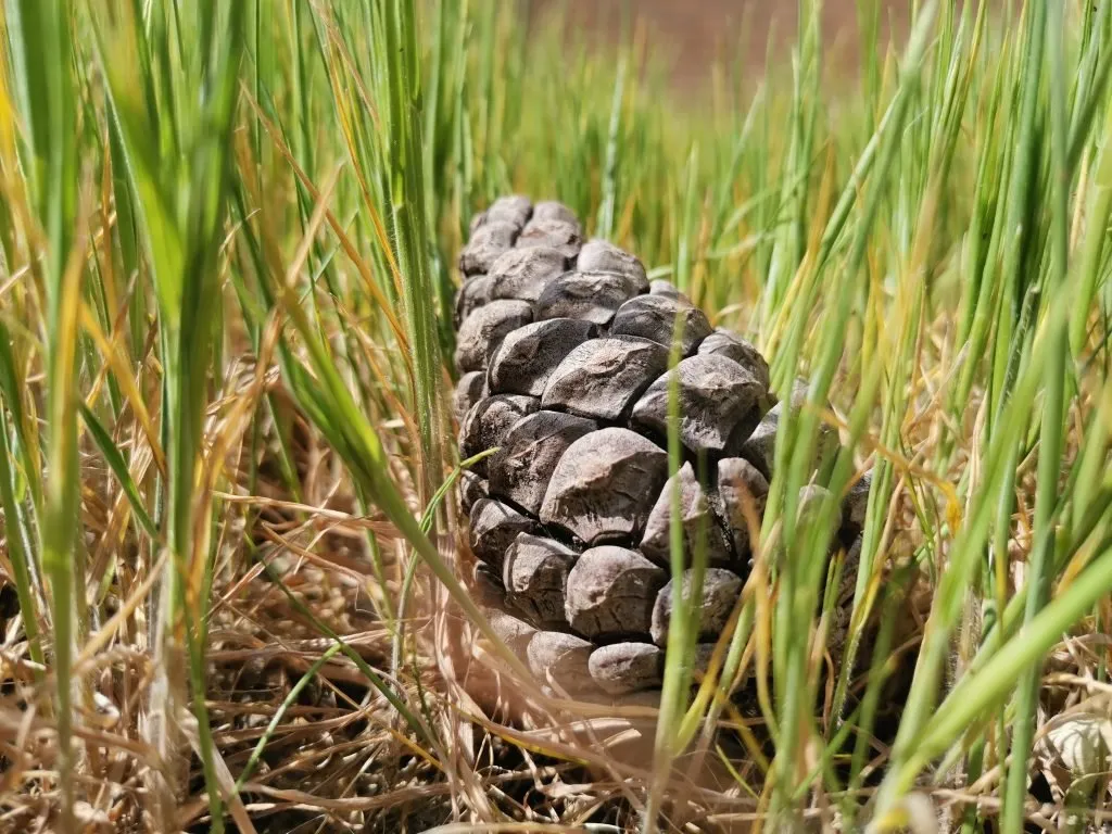 بررسی و نمونه عکس های دوربین گوشی هواوی نوا 5T