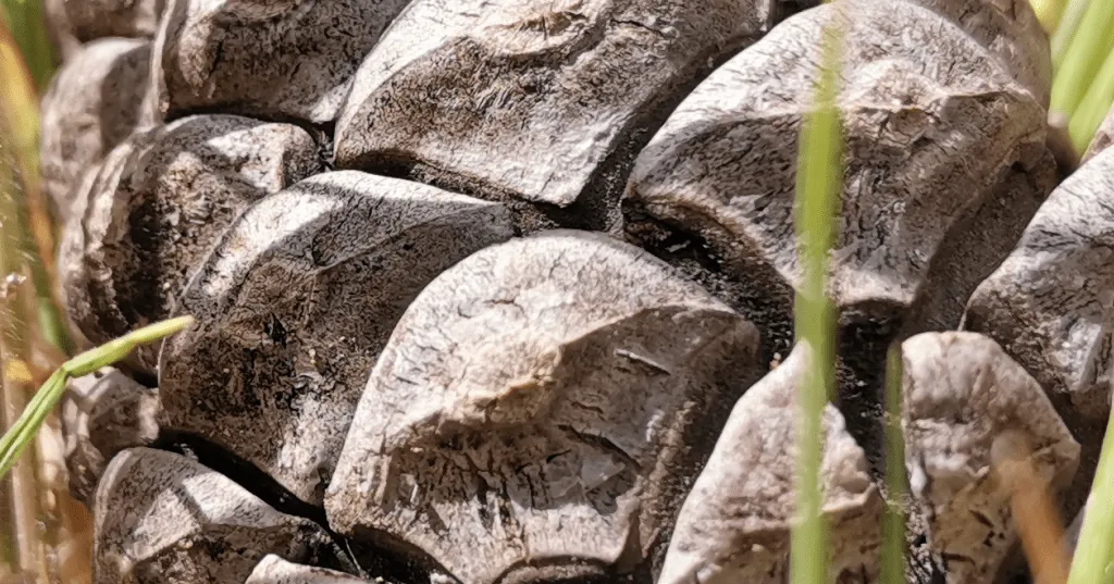 بررسی و نمونه عکس های دوربین گوشی هواوی نوا 5T