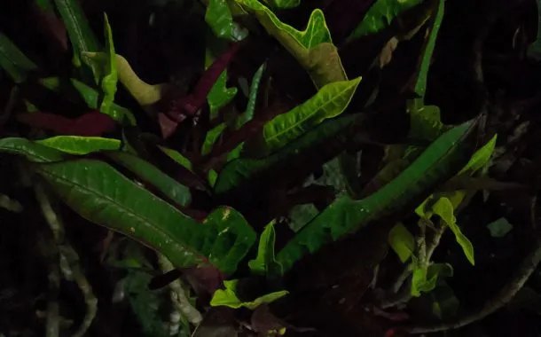 دوربین پیکسل 4a