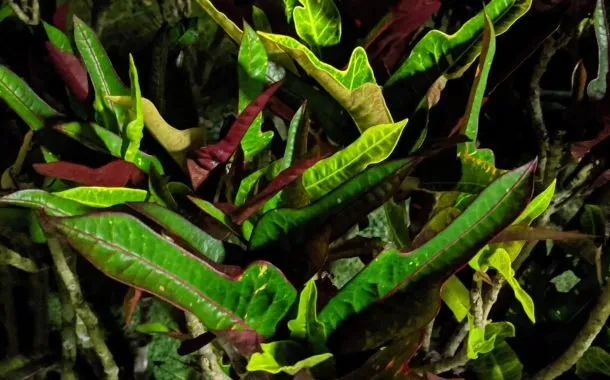 دوربین پیکسل 4a