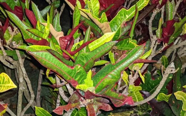 دوربین پیکسل 4a