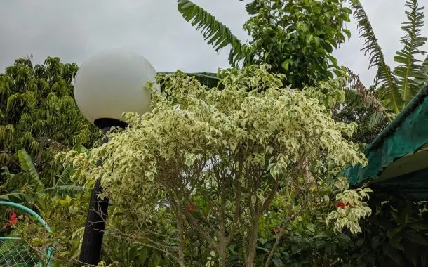 دوربین پیکسل 4a