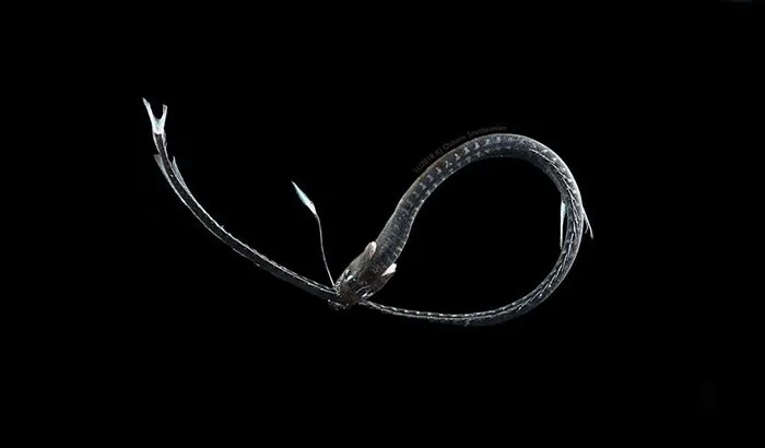 بلک دراگون از ماهیان ابَرسیاه اعماق دریا