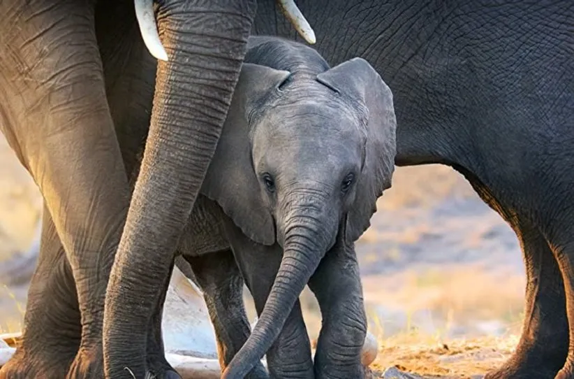 نمایی از مستند فیل