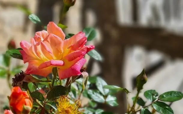 تصویر ثبت شده توسط دوربین گلکسی اس 20 پلاس