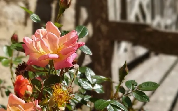 تصویر ثبت شده توسط دوربین سونی اکسپریا 1 مارک 2