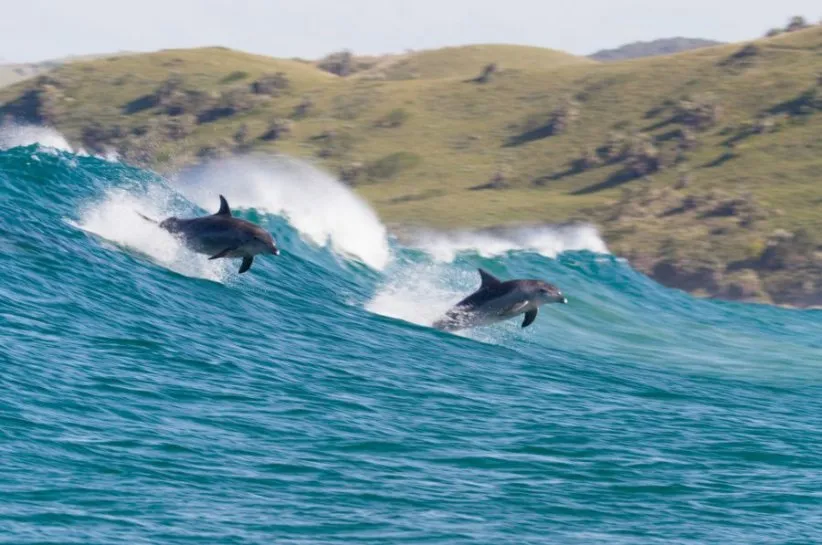 نمایی از مستند جزیره دلفین