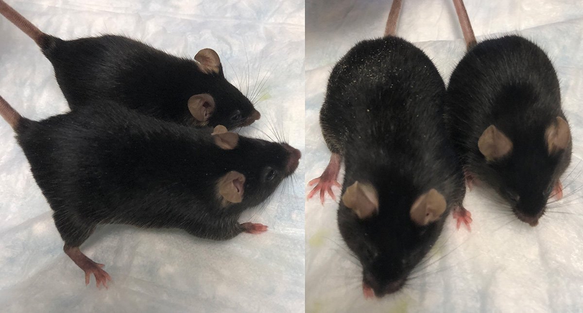 موش‌هایی که میوستاتین ندارند رشد عضلانی بیشتری دارند
