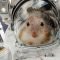 طرحی فانتزی از موش فضانورد
