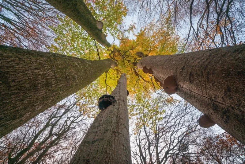 عکاسی در فصل پاییز از درختان
