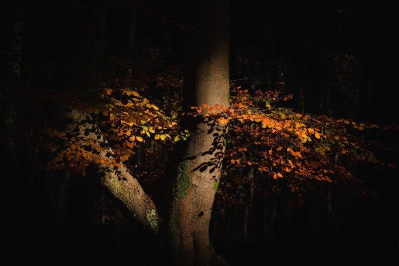 عکاسی در فصل پاییز از درختان