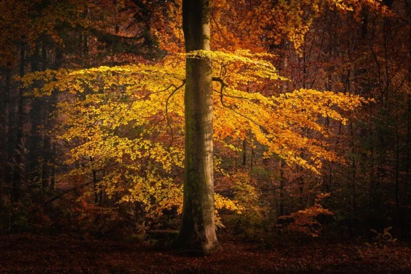 عکاسی در فصل پاییز از درختان