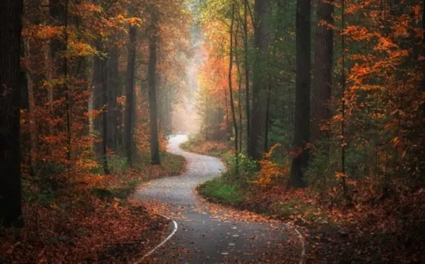 عکاسی در فصل پاییز از درختان