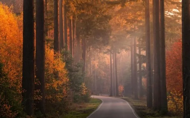 عکاسی در فصل پاییز از درختان