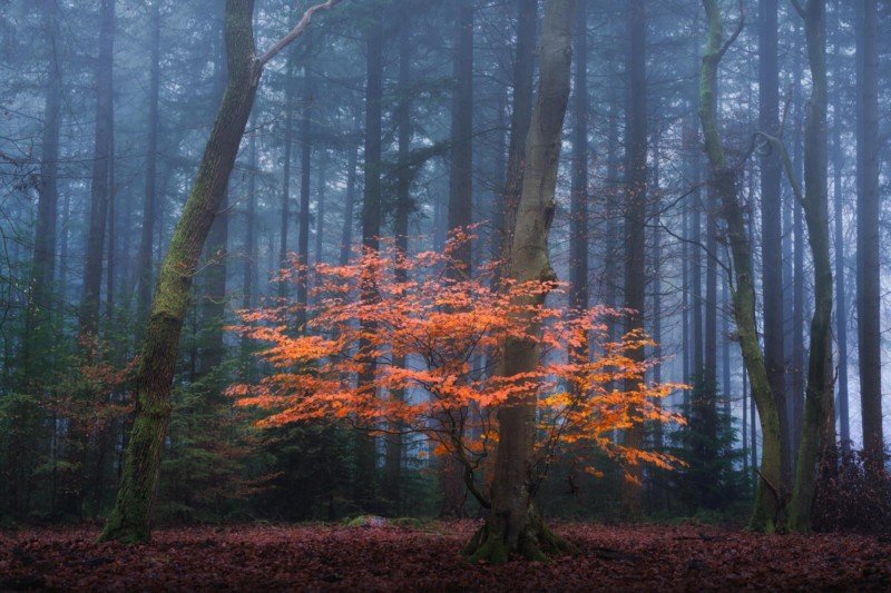 عکاسی در فصل پاییز از درختان در مه