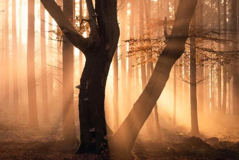 عکاسی در فصل پاییز از درختان