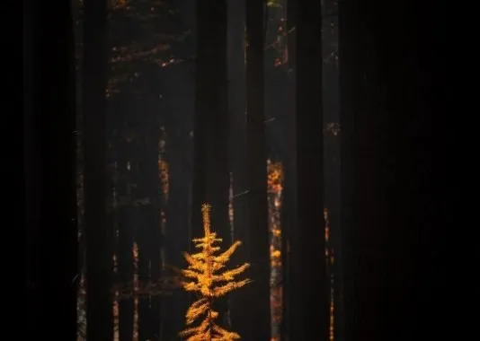 عکاسی در فصل پاییز از درختان