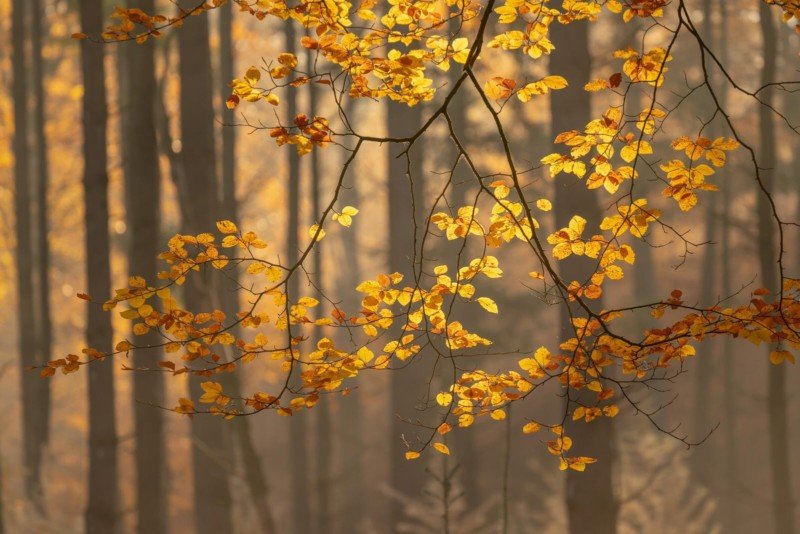 عکاسی در فصل پاییز از درختان