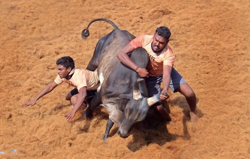 گاوبازی (Bull Fighting)