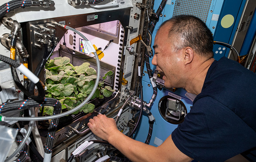 «سویچی ناگوچی» (Soichi Noguchi) فضانورد آژانس کاوش‌های هوافضای ژاپن (JAXA) پیش از برداشت تربچه‌ها