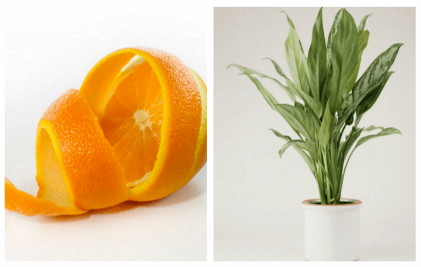 پوست پرتقال - محافظت از گلدان
