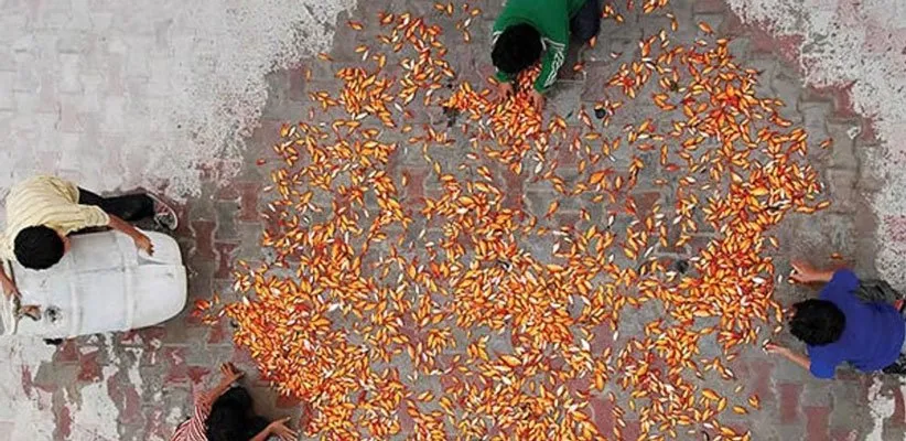 فیلم آواز گنجشک‌ها