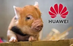 هواوی و پرورش خوک
