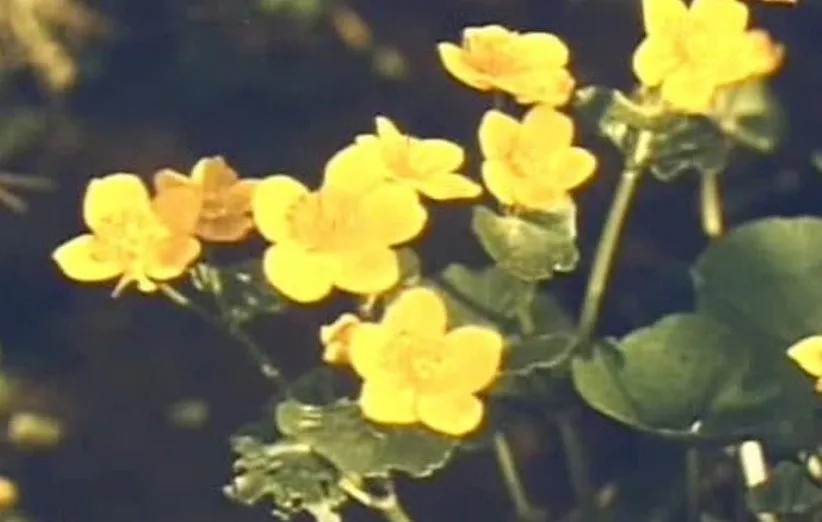 سفری در بهار