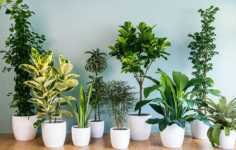 نکات و ترفندهای مراقبت از گیاهان آپارتمانی در فصل بهار