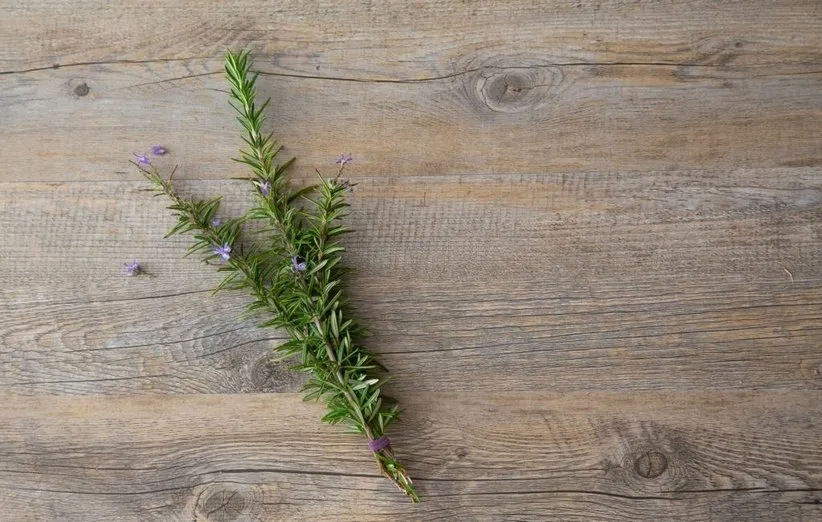 گیاه دارویی