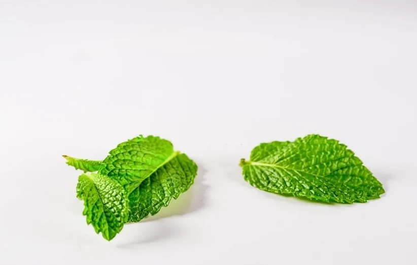 گیاه دارویی