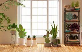 بهترین گل‌ها و گیاهان آپارتمانی برای تصفیه‌ی هوا در خانه