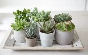 فواید نگهداری گل و گیاه