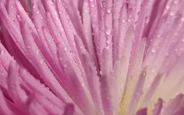 نمونه تصویر ثبت شده توسط دوربین وان‌پلاس 9