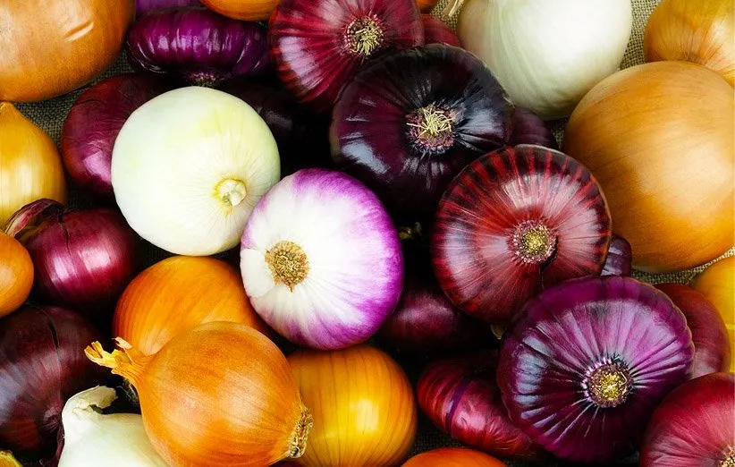 انواع پیاز