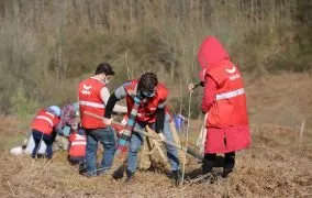 درختکاری در جنگل های هیرکانی