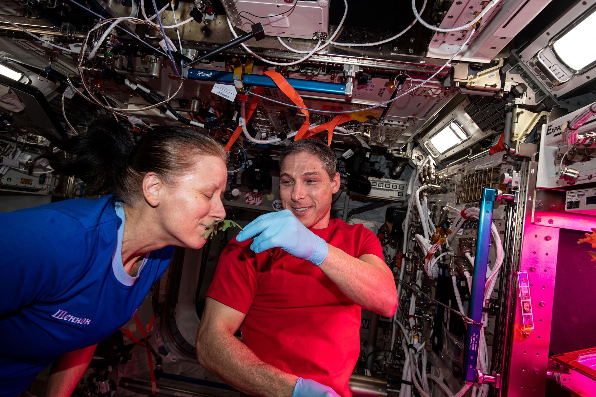 فضانوردان ناسا مشغول جمع‌آوری برگ گیاهان پرورش یافته در ایستگاه فضایی