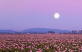 ماه کامل در دشتی از گل صورتی فلوکس