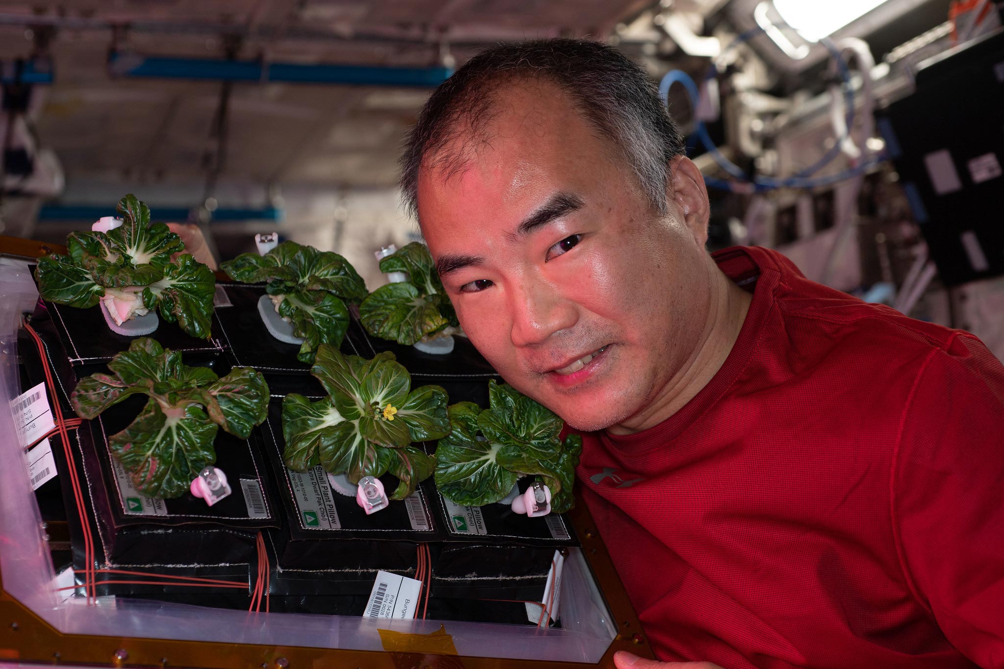 سویچی ناگوچی فضانورد ژاپن به همراه گیاهان پرورش یافته در ایستگاه فضایی