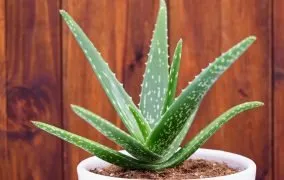 پرورش و نگهداری آلوئه‌ورا