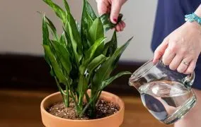 گیاهان آپارتمانی مقاوم