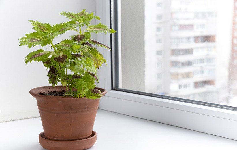 مراقبت از گیاهان آپارتمانی در برابر تغییرات دما