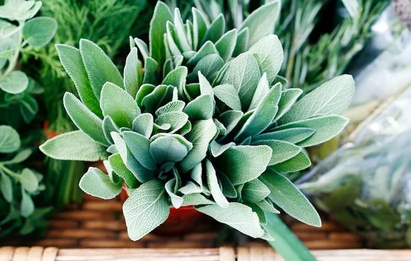 رنگ موی طبیعی - مریم گلی