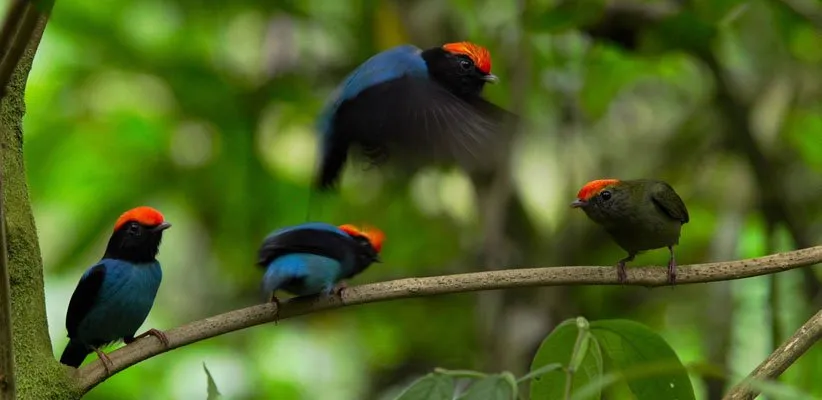 مستند سیاره ی ما