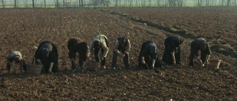 فیلم درخت چوب سندل