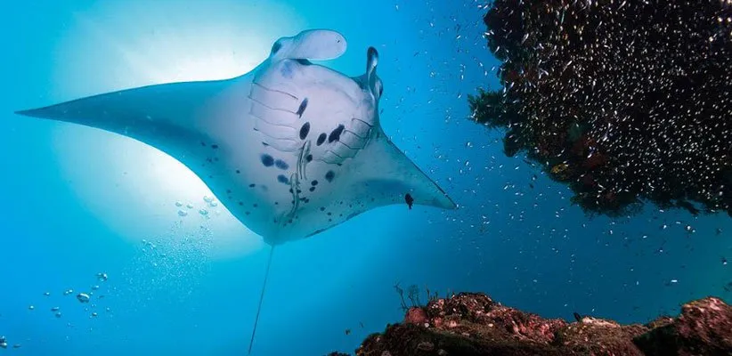 مستند سیارهی آبی