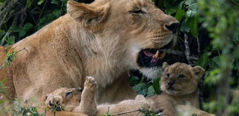 مستند سلسلهها