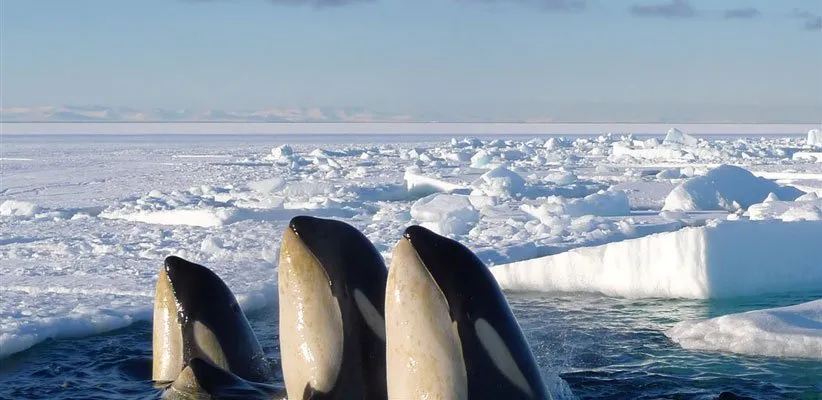 مستند سیاره ی منجمد