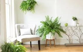 گیاه آپارتمانی آویز