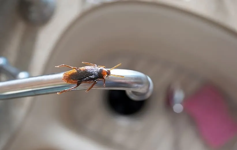 دفع حشرات موذی - سوسک